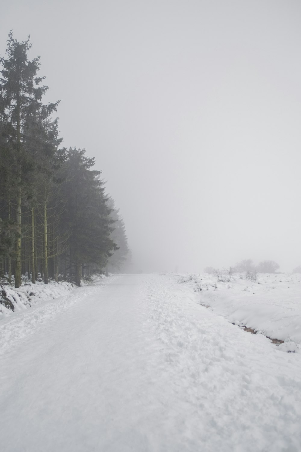 Un camino cubierto de nieve rodeado de árboles altos
