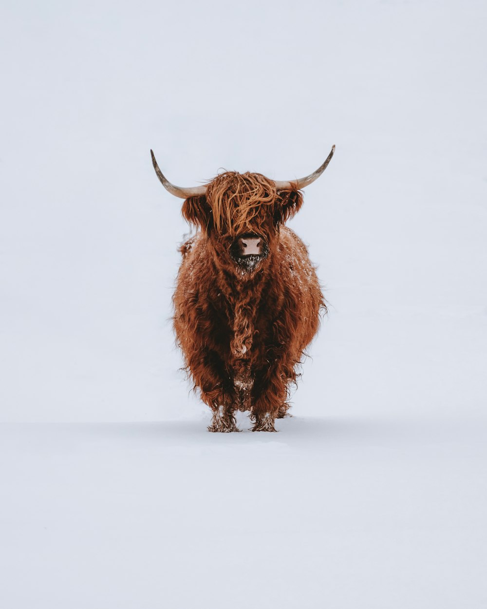 ein langhaariger Stier mit Hörnern, der im Schnee steht