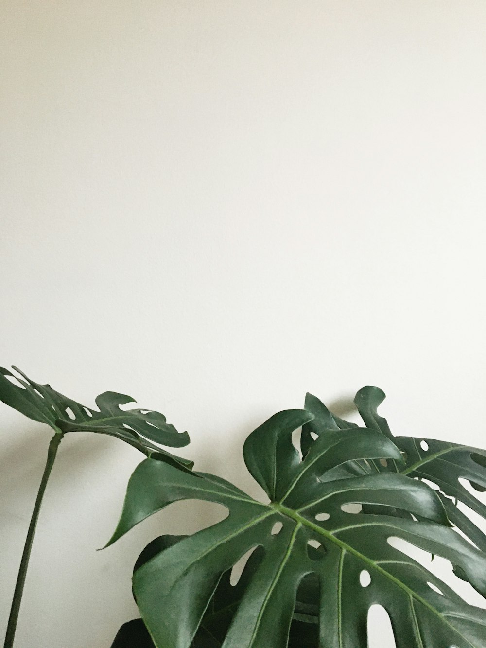 a large green plant sitting next to a white wall