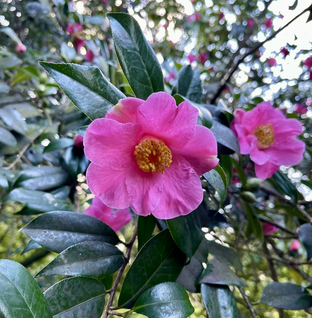 a pink flower is blooming on a tree