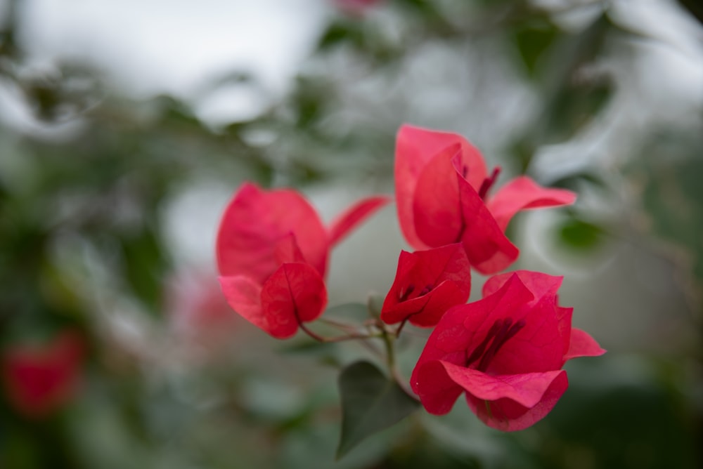 um close up de algumas flores vermelhas em uma árvore