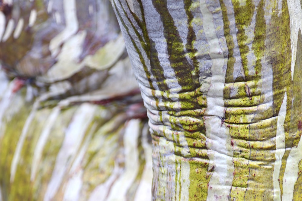 a close up of a tree