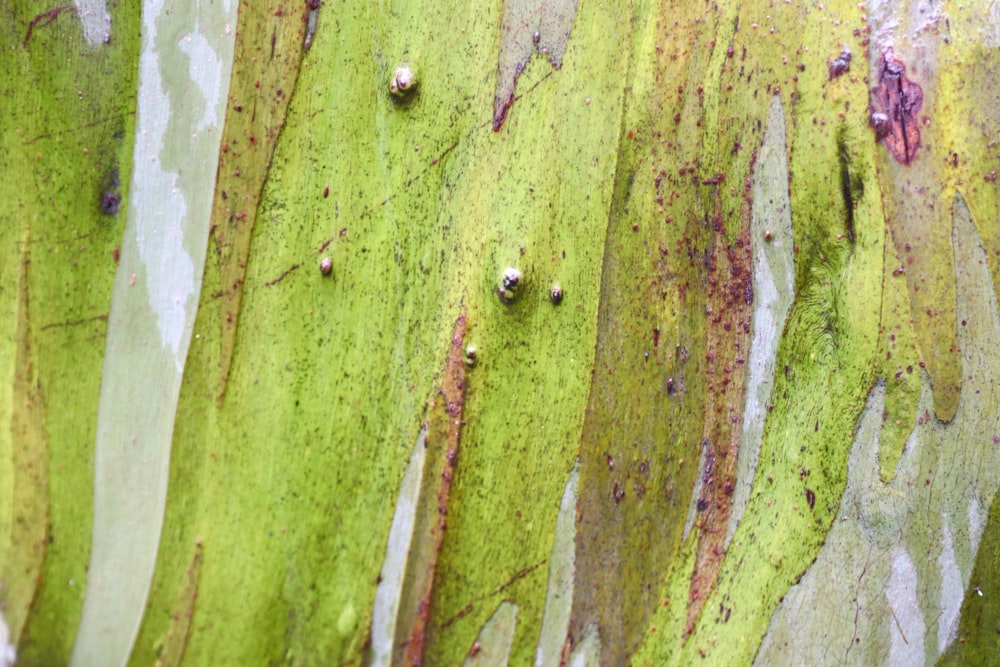 a close up of a green and white tree