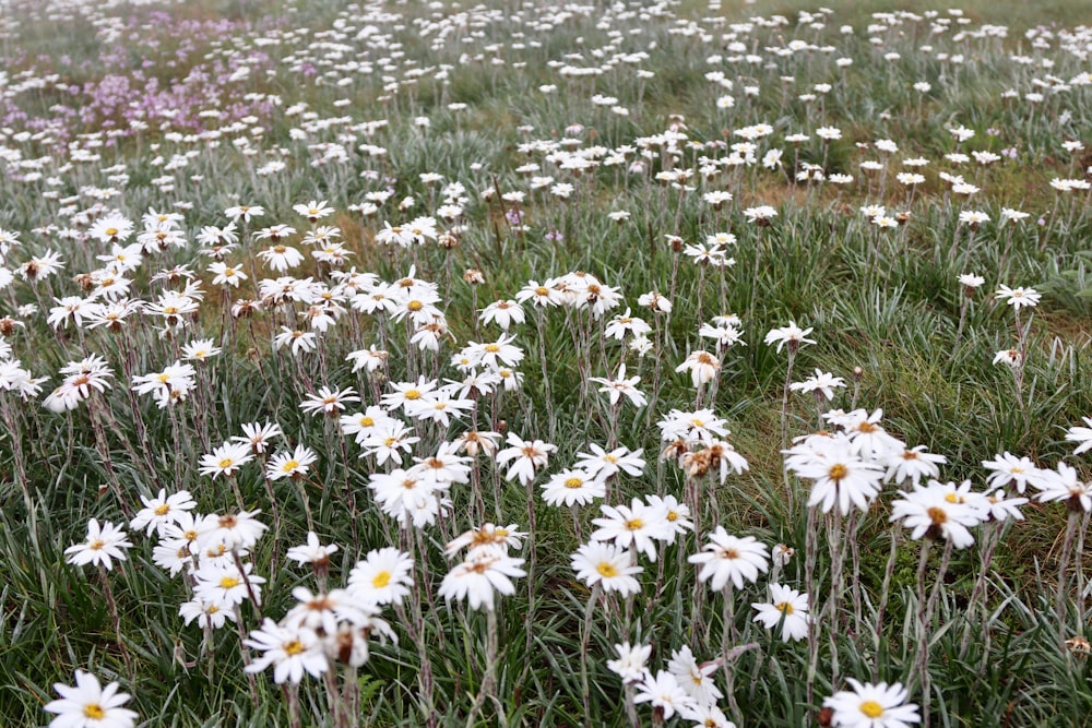 a field full of white daisies in the grass