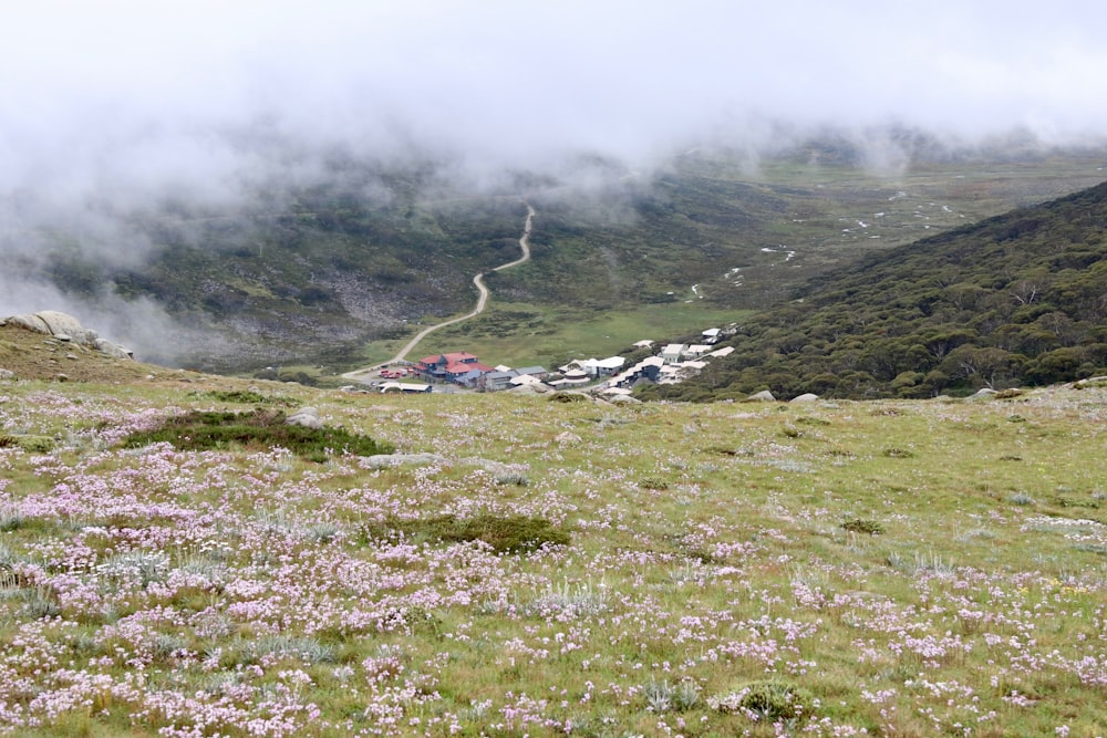 a grassy field with pink flowers and a small village in the distance