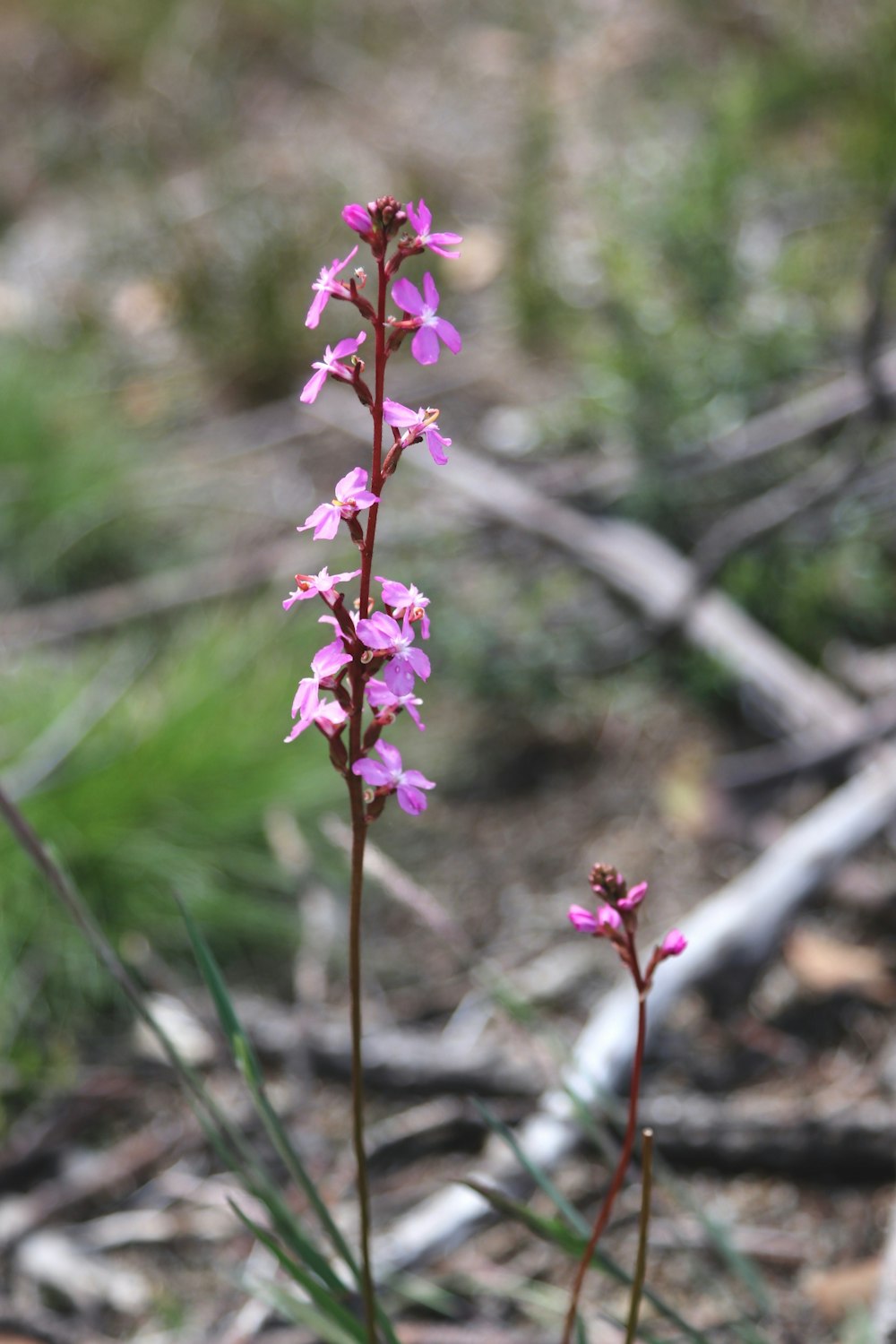 a pink flower is growing in the dirt