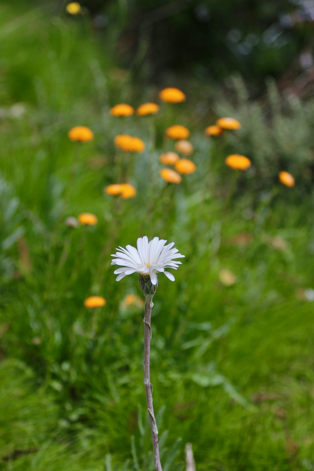 a single white flower in a field of yellow flowers
