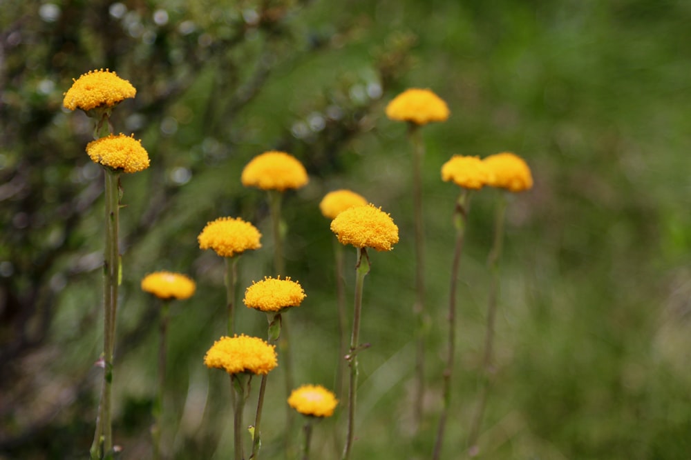 a bunch of yellow flowers in a field