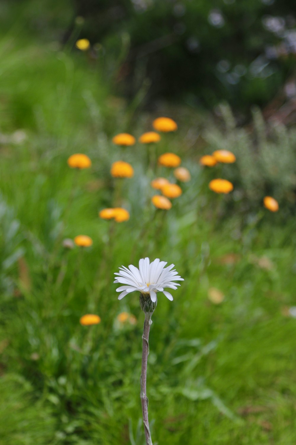a white flower in a field of yellow flowers