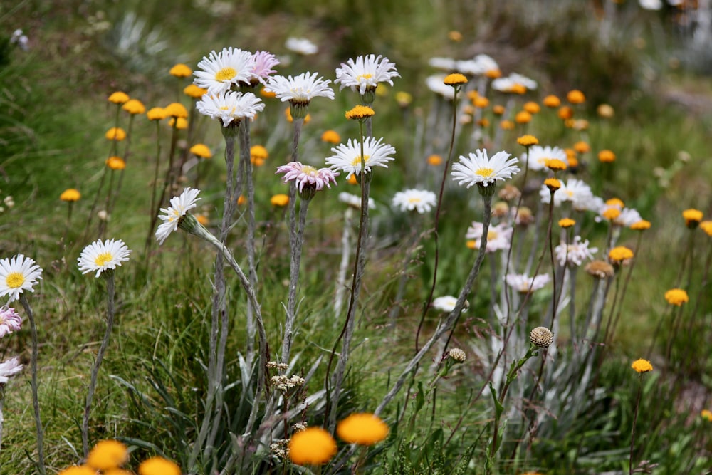 a field full of white and yellow flowers