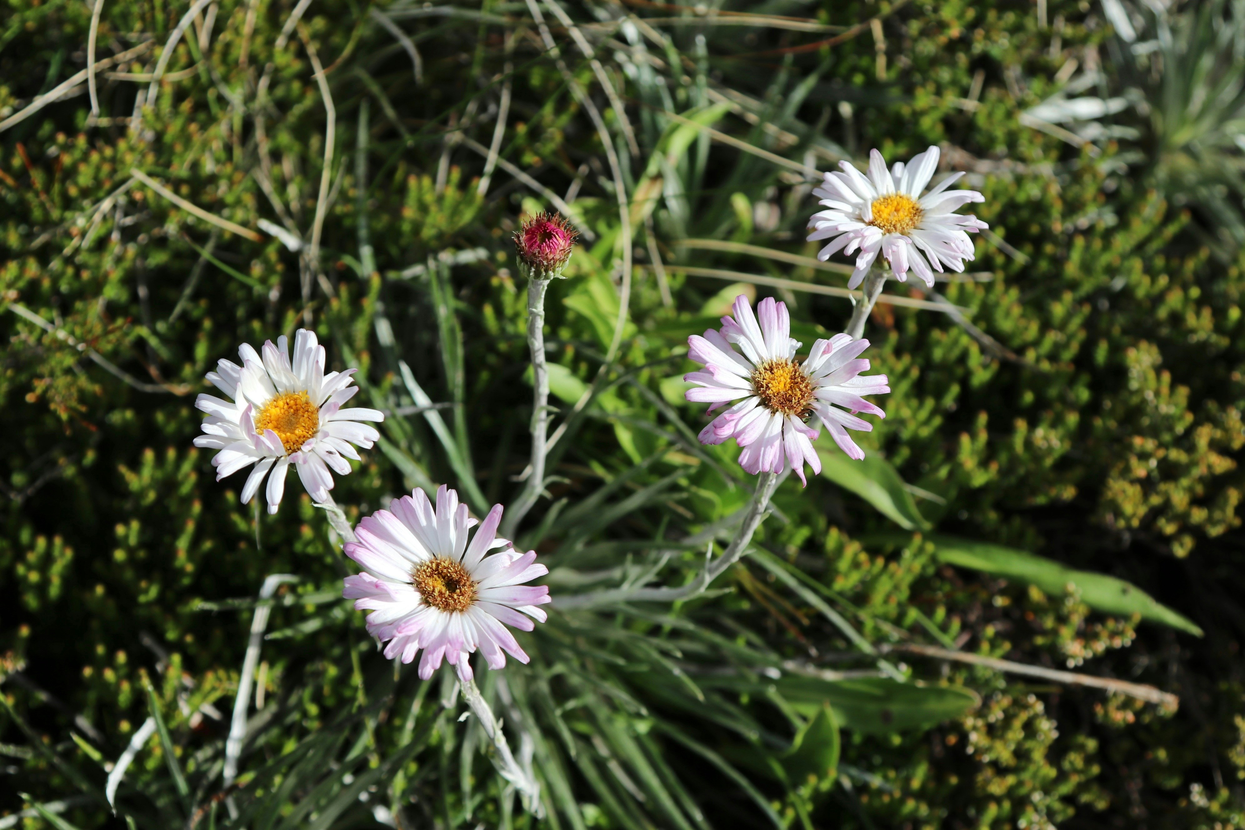 eine Gruppe von Blumen, die im Gras sind