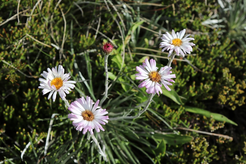 a group of flowers that are in the grass