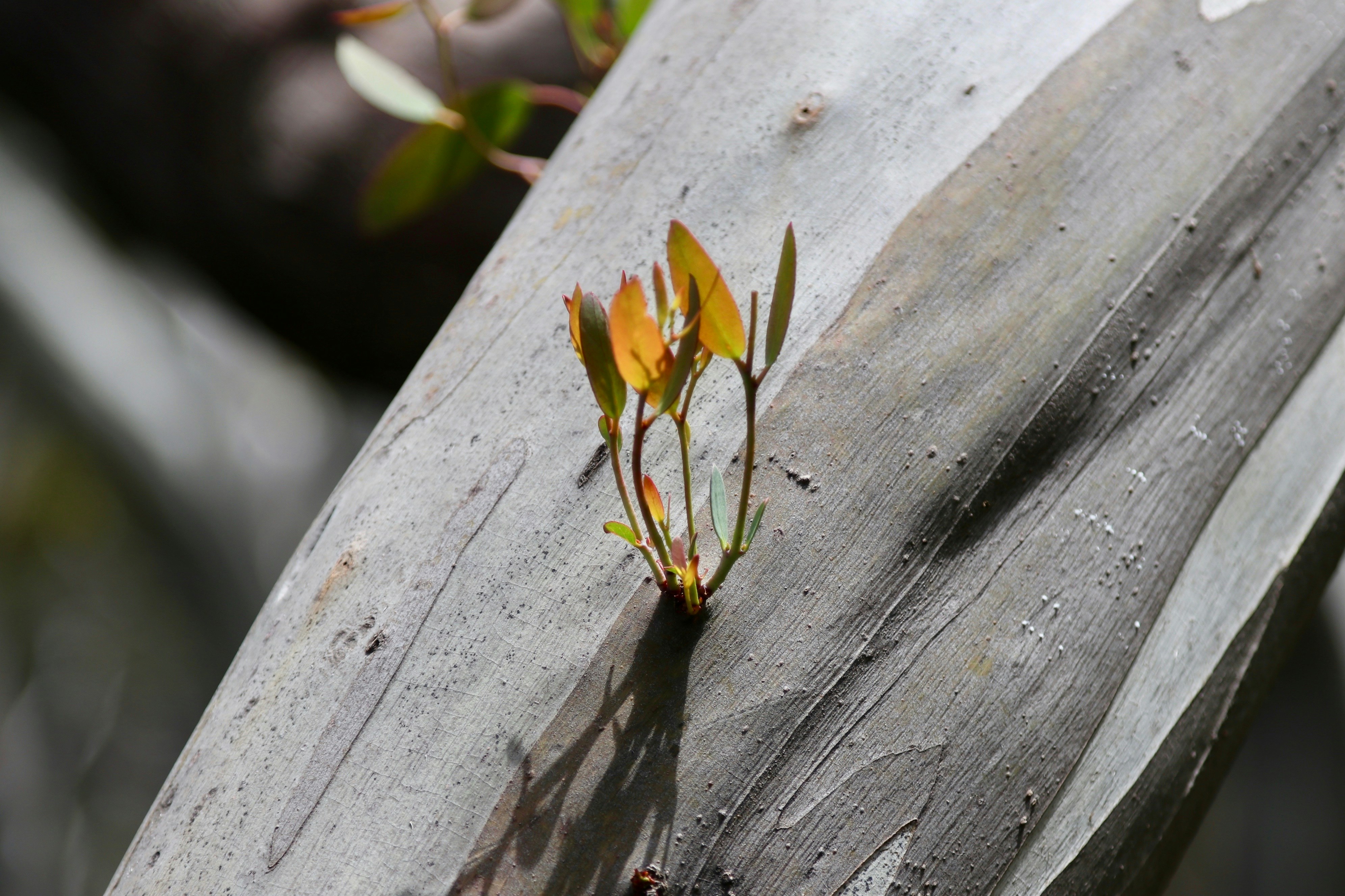 A small plant sprouts from the bark of a tree