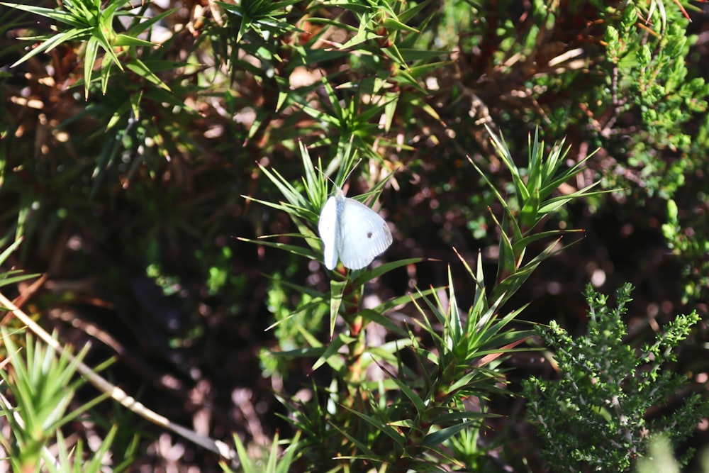 a white butterfly sitting on top of a green plant