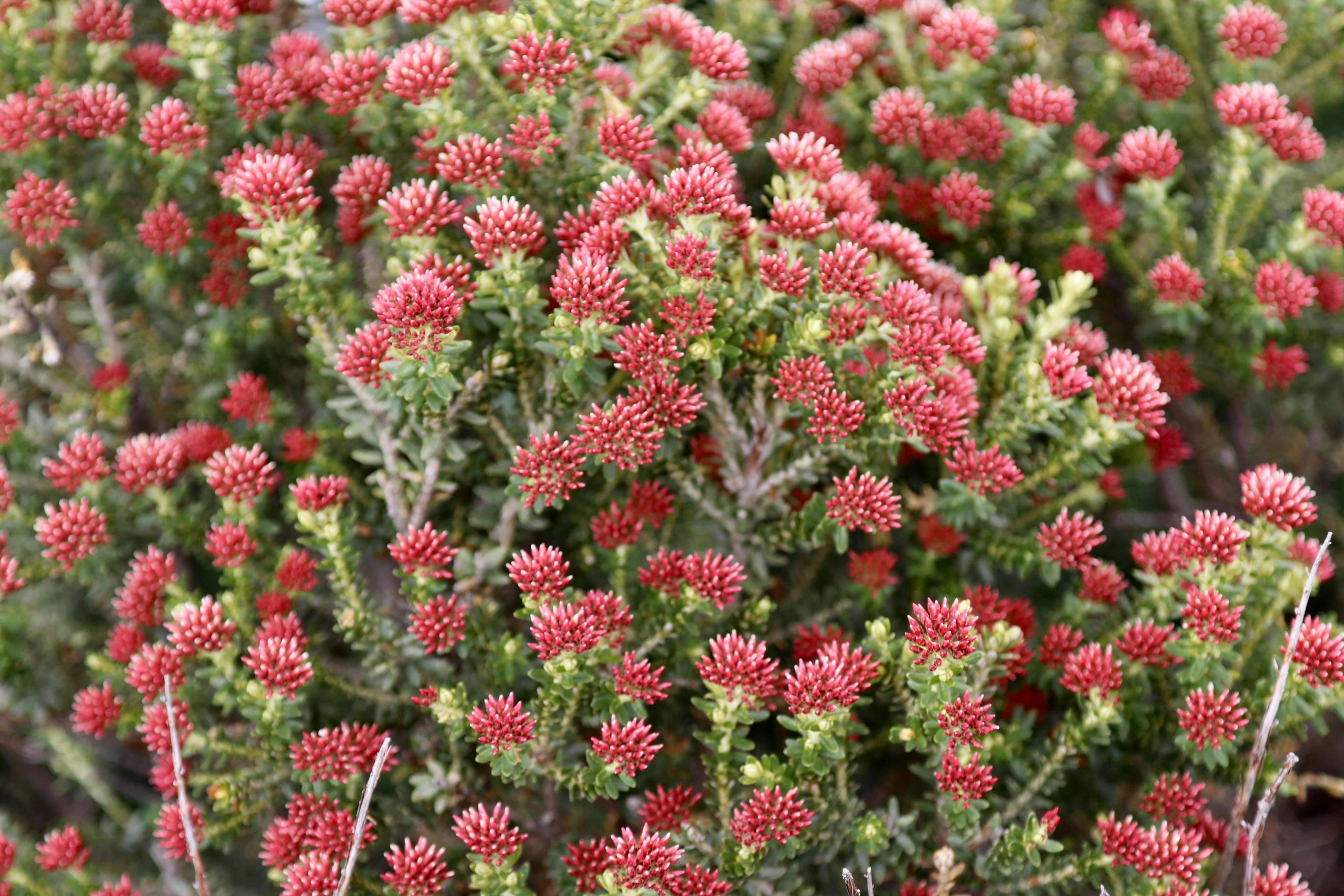 a close up of a bunch of red flowers