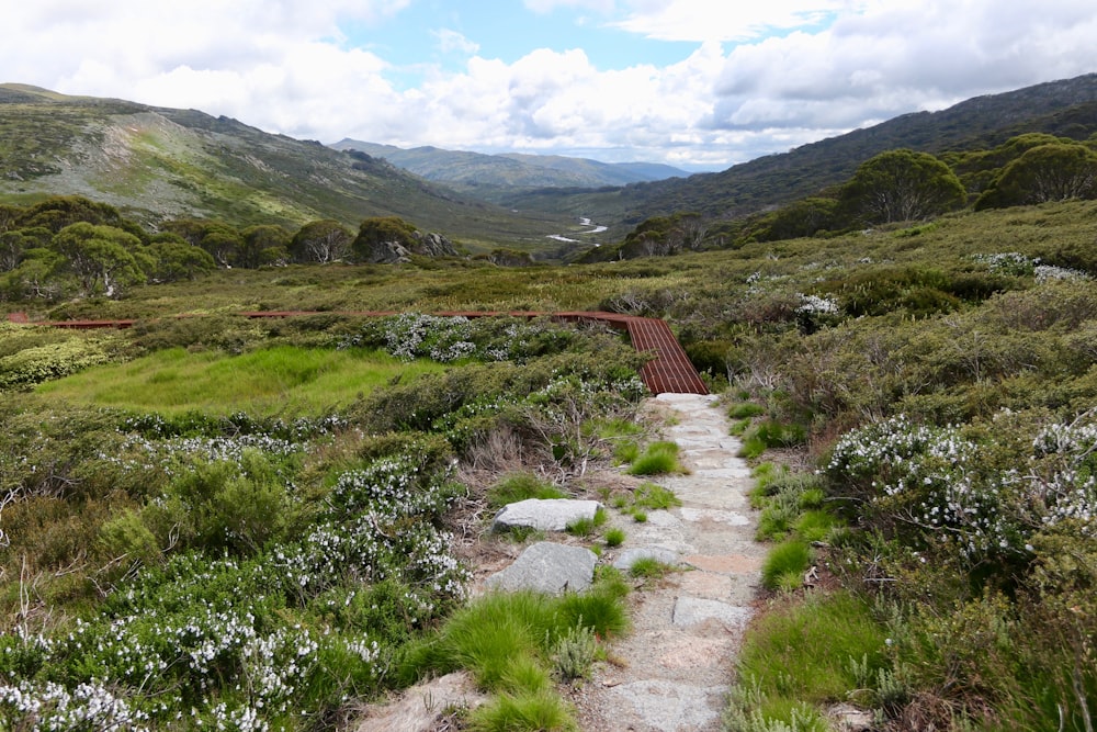 a path in the middle of a lush green valley