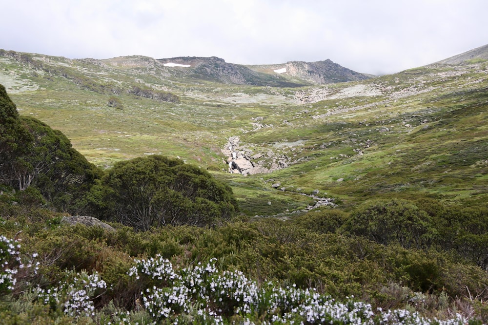 a grassy valley with white flowers in the foreground