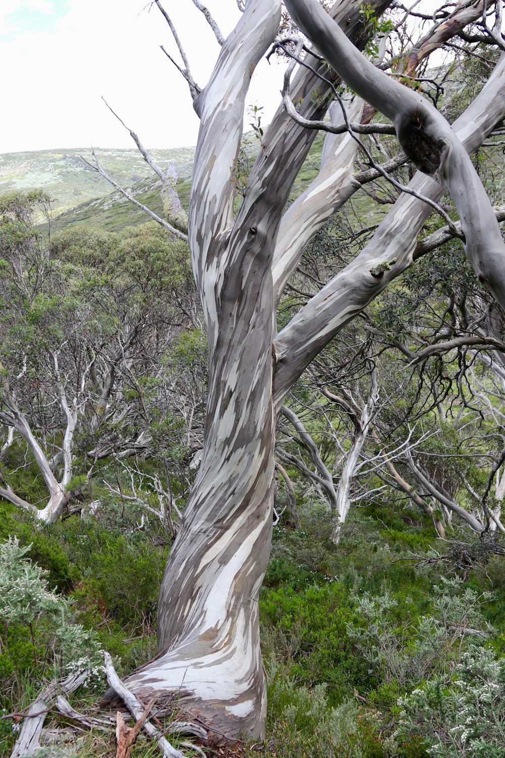 a tree that is standing in the grass