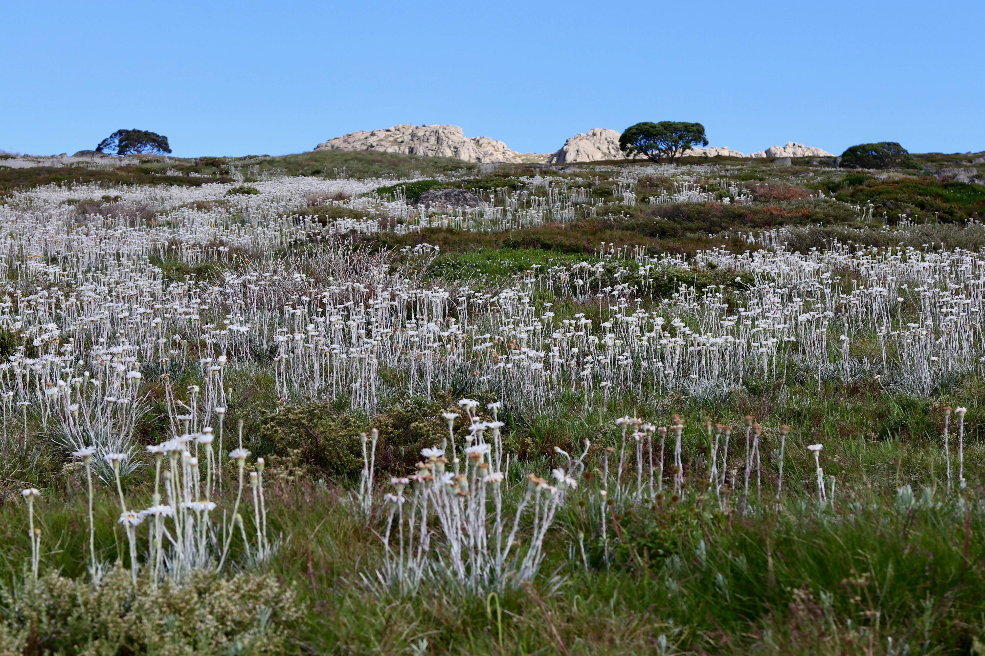 Ein Feld voller weißer Blumen und Bäume