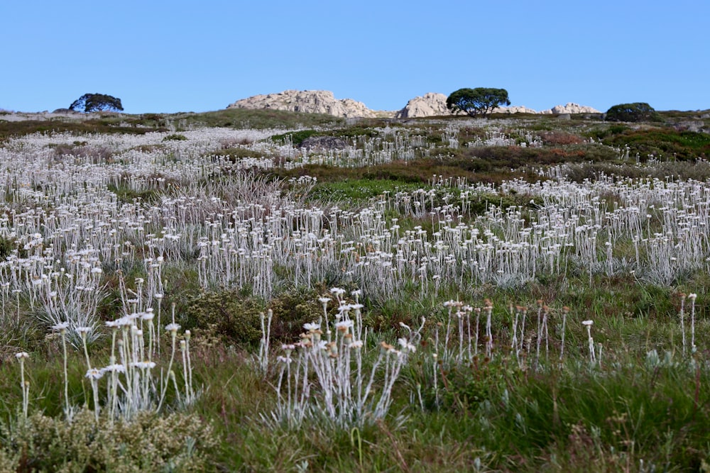 a field full of white flowers and trees