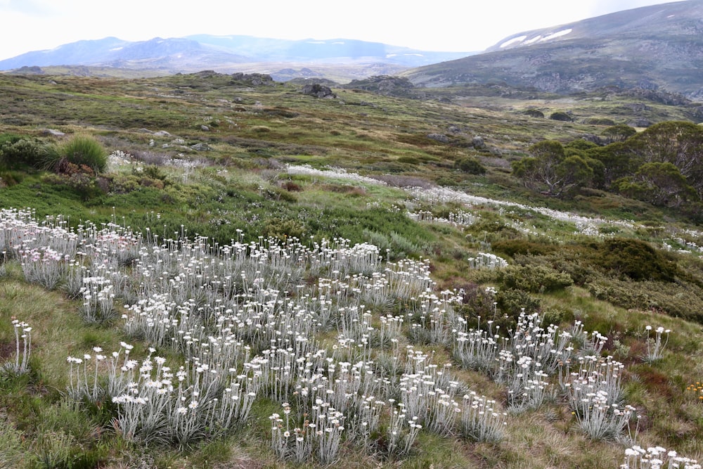 a field of wildflowers with mountains in the background