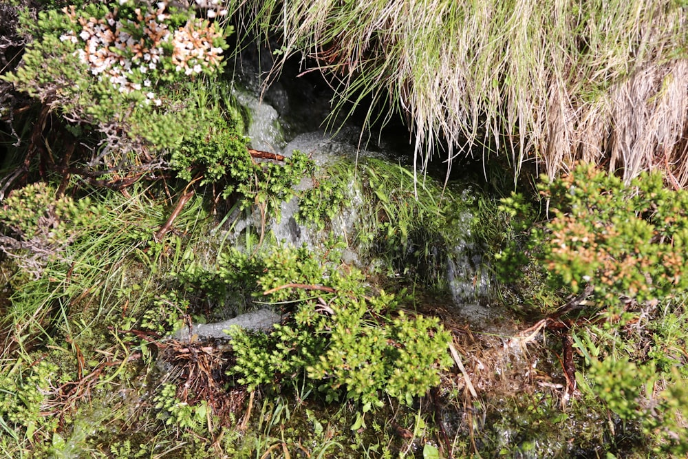 a stream running through a lush green forest