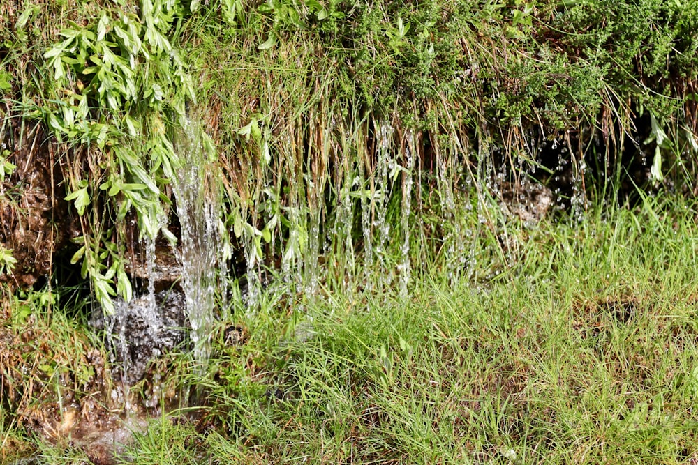 a stream of water running through a lush green forest