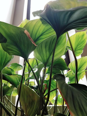 Gerald's glossy leaves catching the morning light by a window sill.