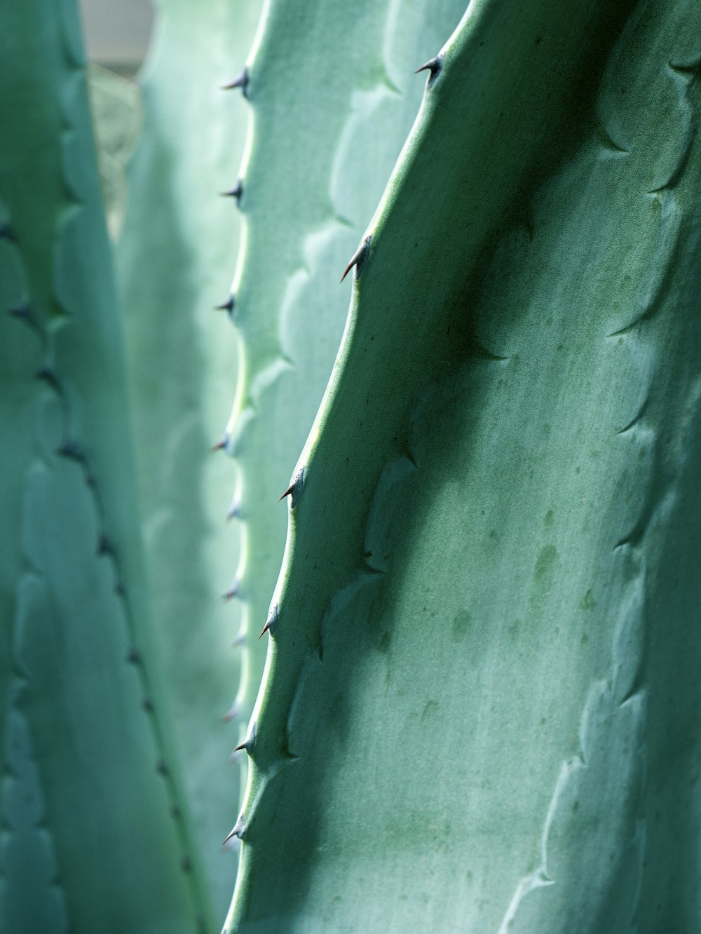 a close up of a large green plant