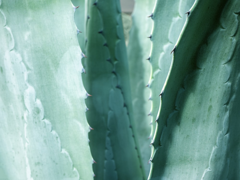 a close up of a large green cactus