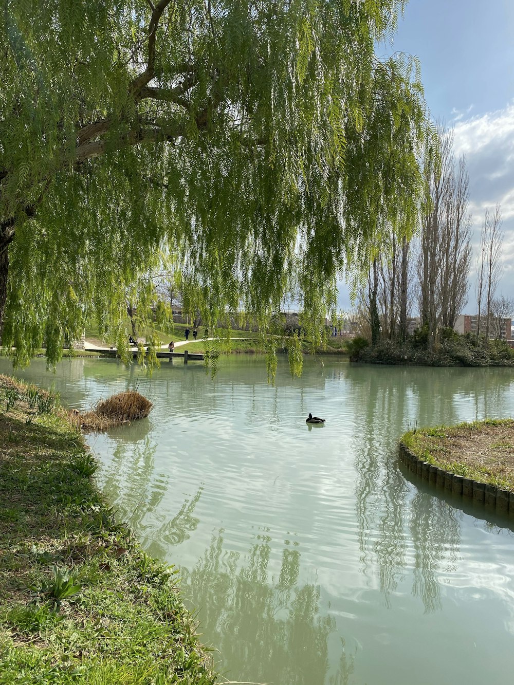 a duck swimming in a pond surrounded by trees