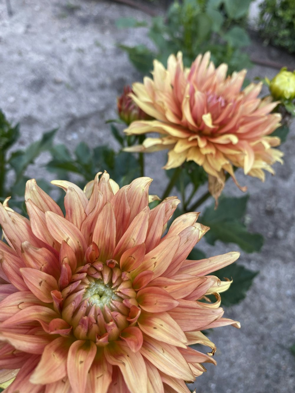 a close up of a flower in a garden