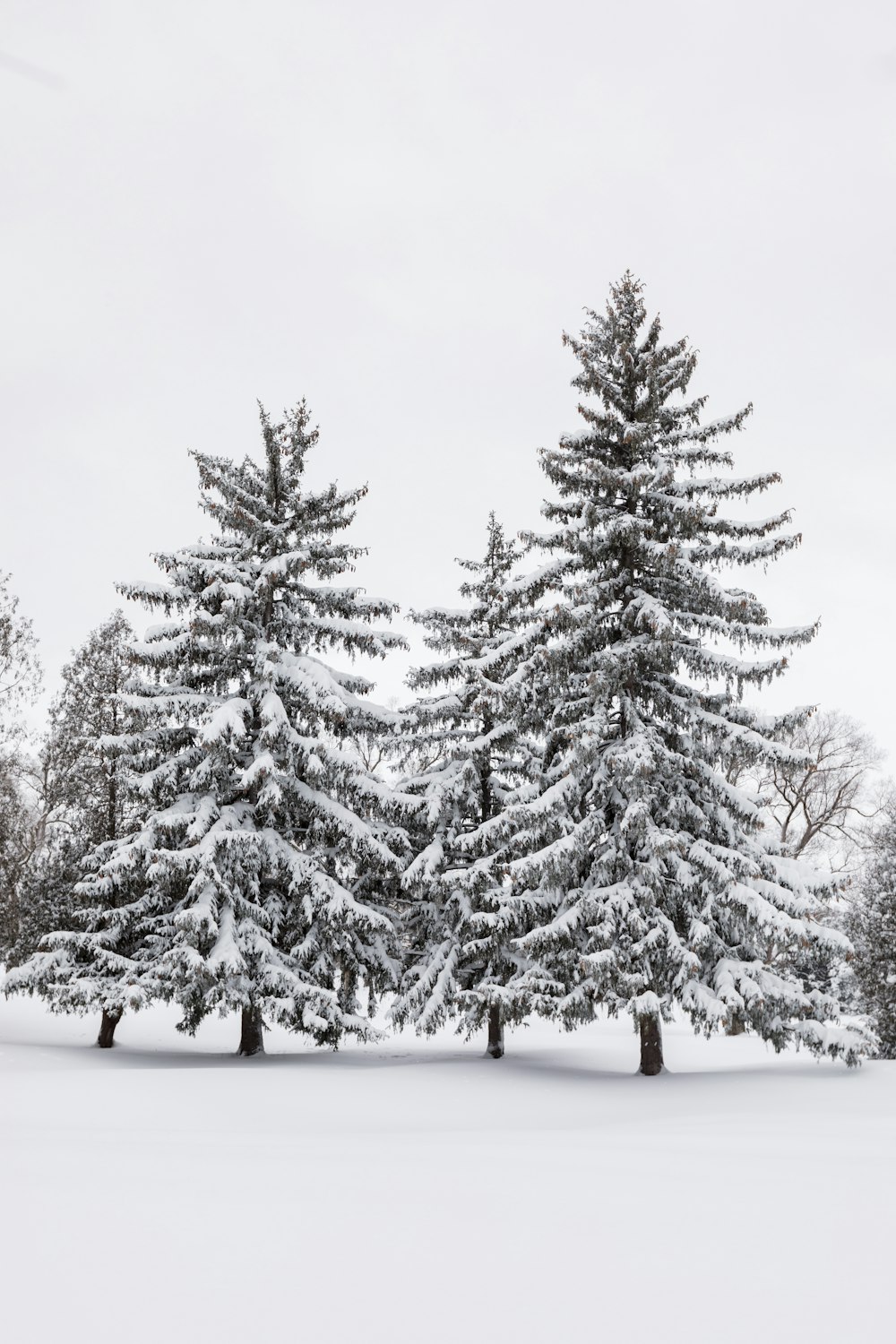 a group of pine trees covered in snow