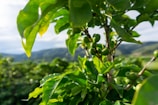 Close-up view of a coffee plant with green coffee cherries surrounded by lush, vibrant green leaves. The background features a soft focus of a hilly landscape under a partially cloudy sky.
