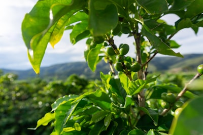 Close-up view of a coffee plant with green coffee cherries surrounded by lush, vibrant green leaves. The background features a soft focus of a hilly landscape under a partially cloudy sky.