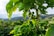 Close-up view of a coffee plant with green coffee cherries surrounded by lush, vibrant green leaves. The background features a soft focus of a hilly landscape under a partially cloudy sky.
