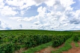 A vast agricultural field with rows of lush green plants extends into the horizon under a partly cloudy sky.