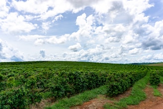 A vast agricultural field with rows of lush green plants extends into the horizon under a partly cloudy sky.
