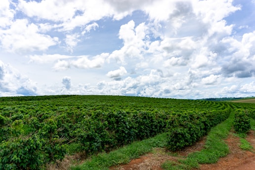 A vast agricultural field with rows of lush green plants extends into the horizon under a partly cloudy sky.