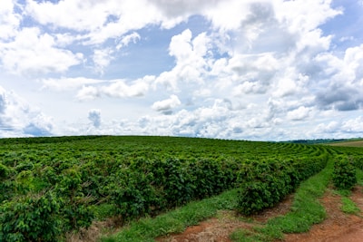 A vast agricultural field with rows of lush green plants extends into the horizon under a partly cloudy sky.