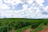 A vast agricultural field with rows of lush green plants extends into the horizon under a partly cloudy sky.