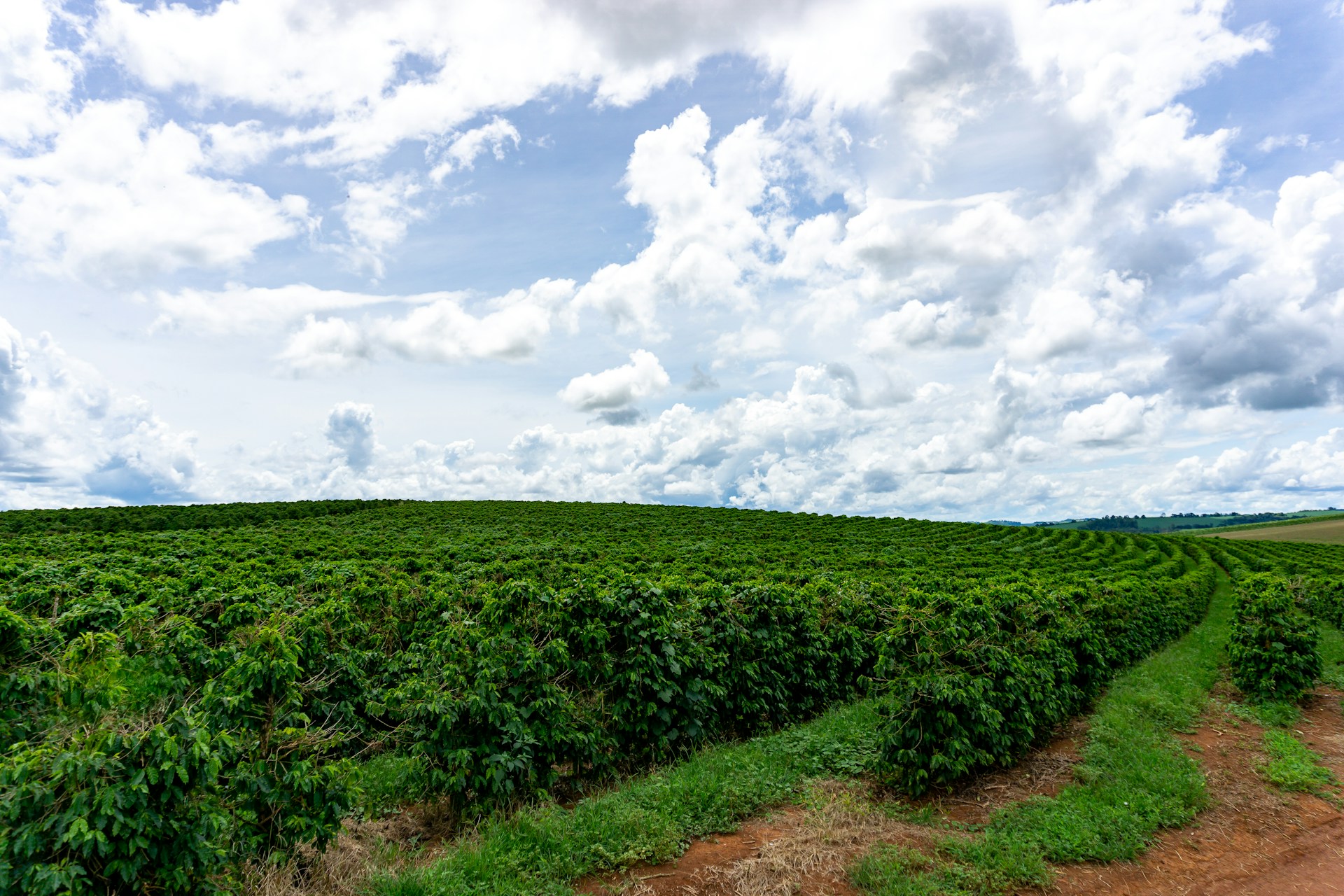 A wide shot of a lush farm field with rows of healthy plants stretching toward a clear blue sky.