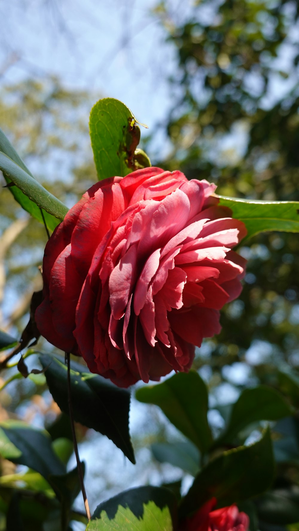 a red flower with green leaves on a tree