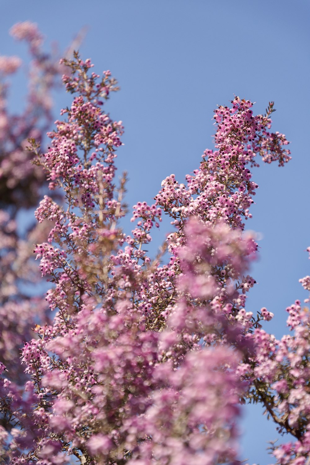 a bunch of flowers that are in the air