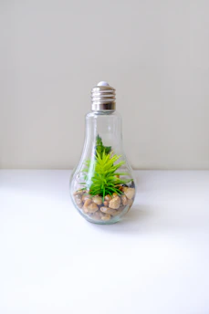 A vibrant marimo ball resting in a minimalist glass container with deep moss green accents.