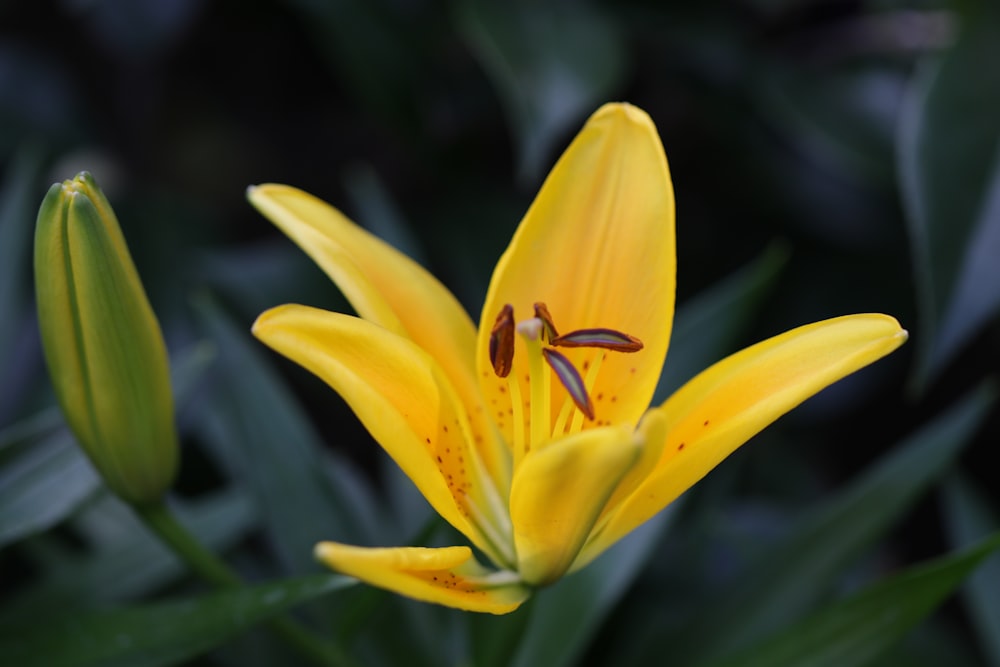 um close up de uma flor amarela com folhas verdes
