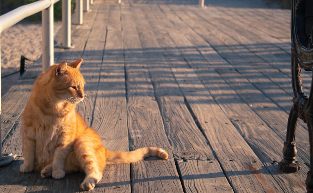 an orange cat sitting on a wooden deck