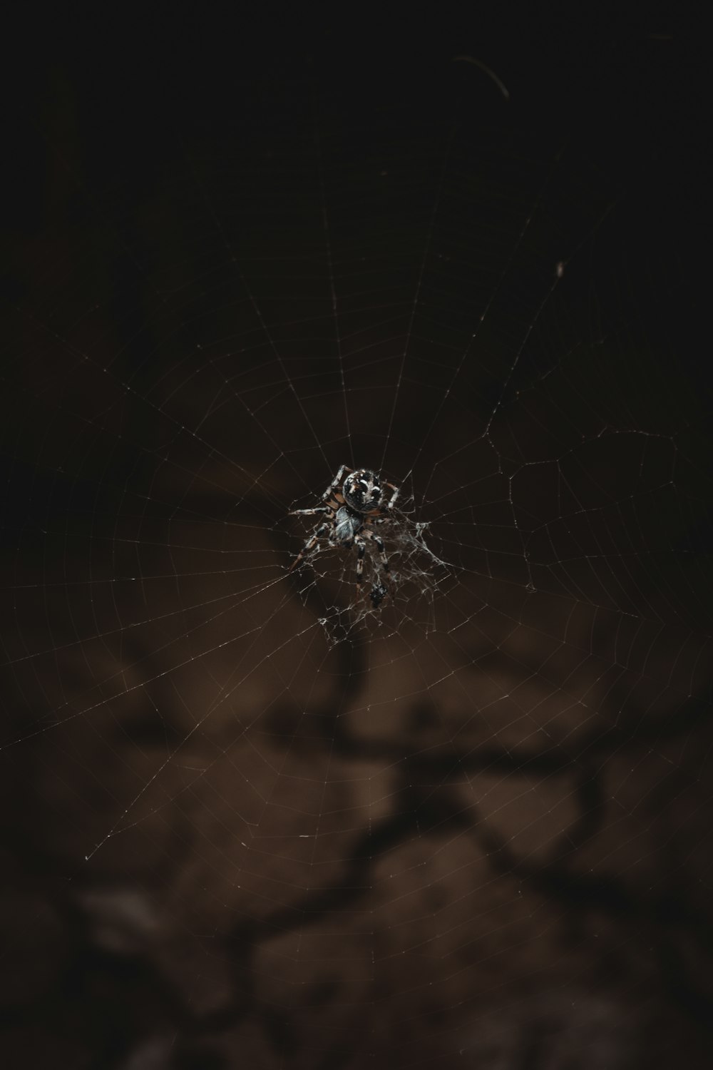 a spider is sitting in the middle of its web