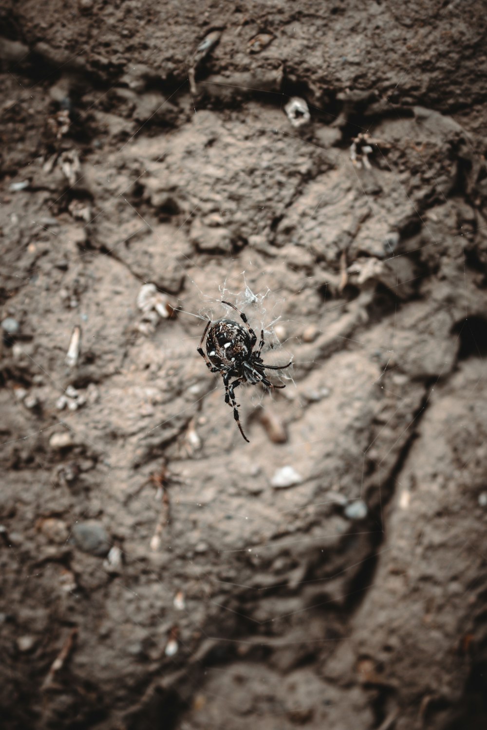 a close up of a spider on a rock