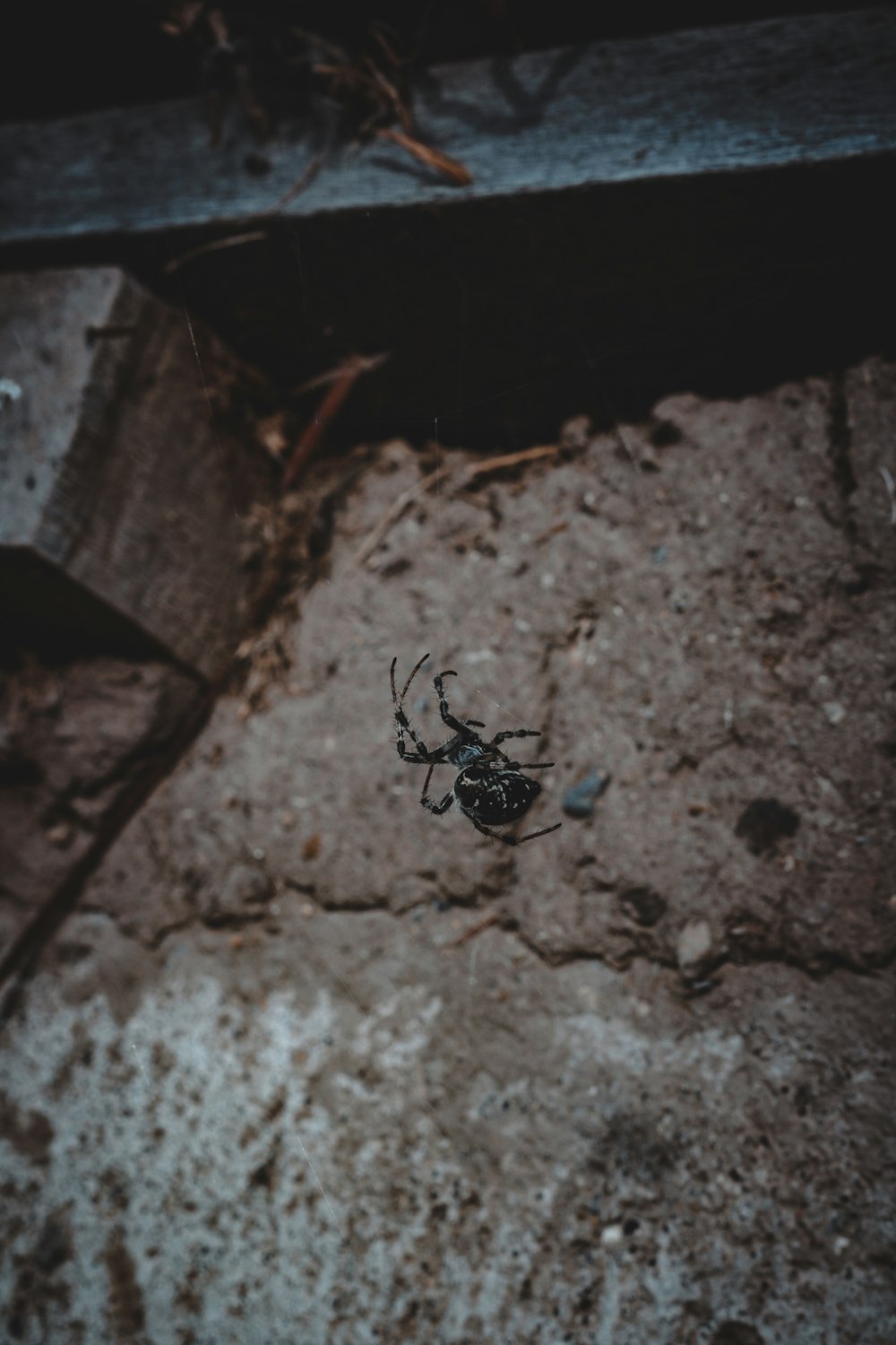 a black and white spider crawling on the ground